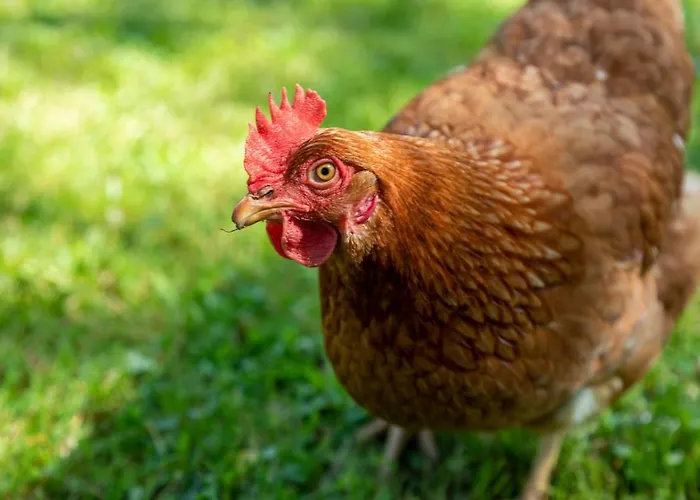 La Casona De Hotel Hermosa